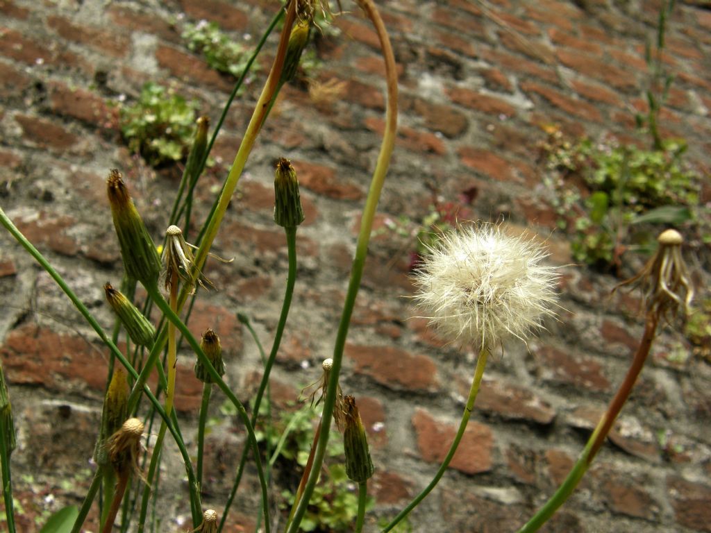 Hypochaeris radicata