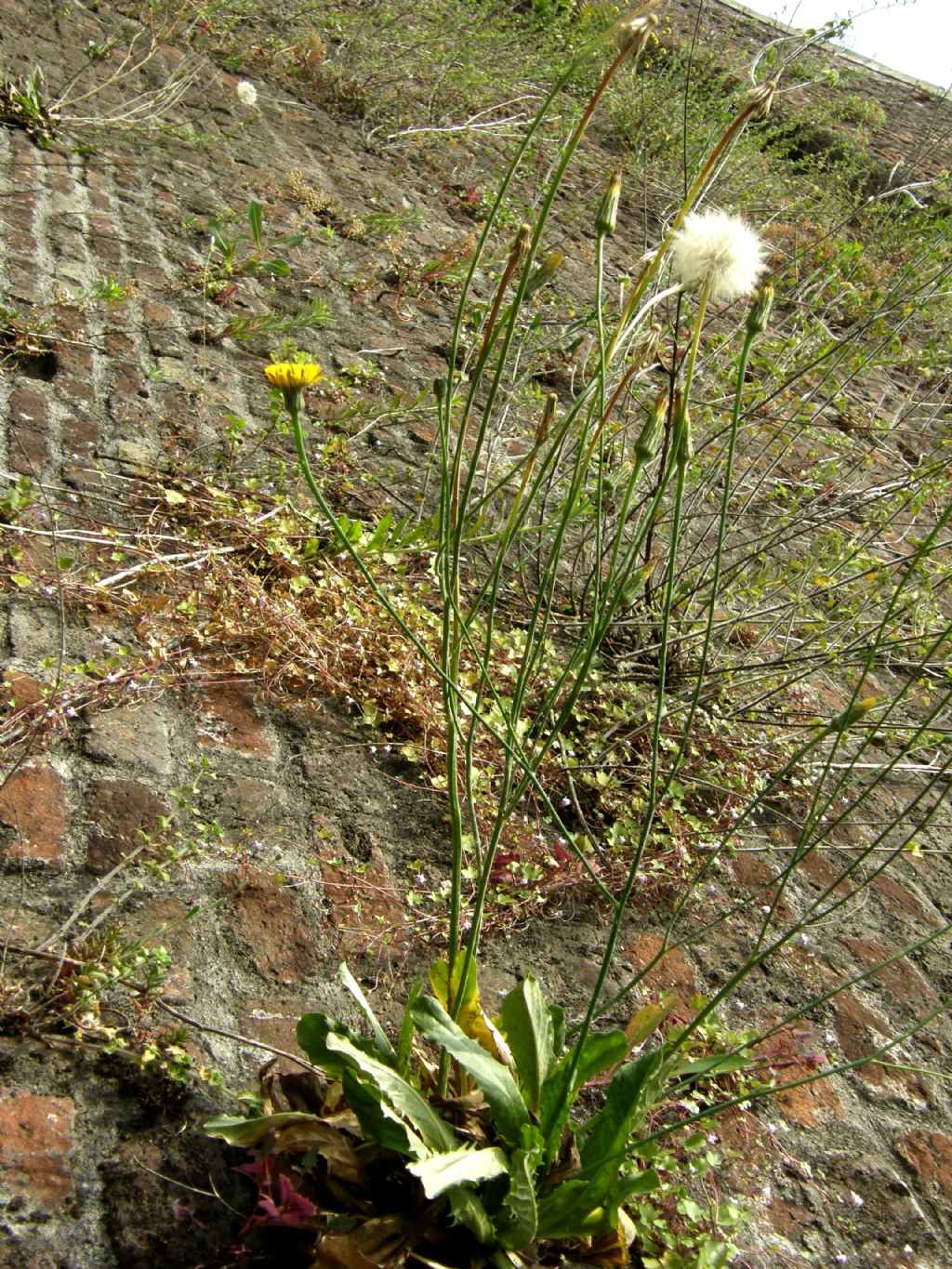 Hypochaeris radicata