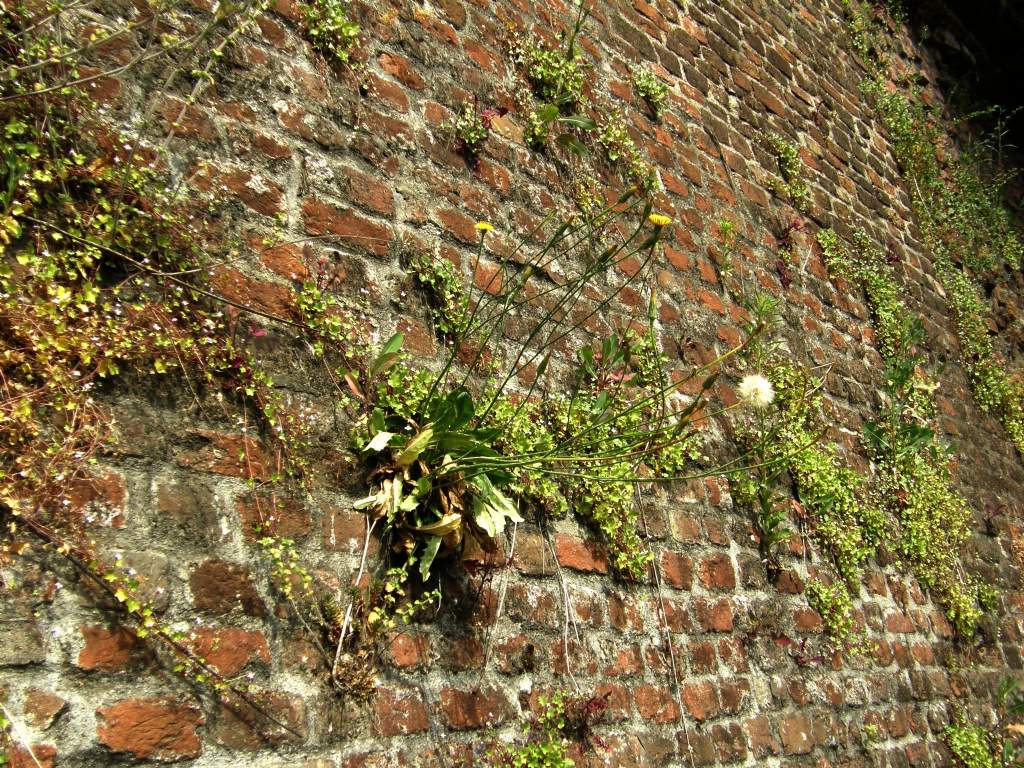 Hypochaeris radicata