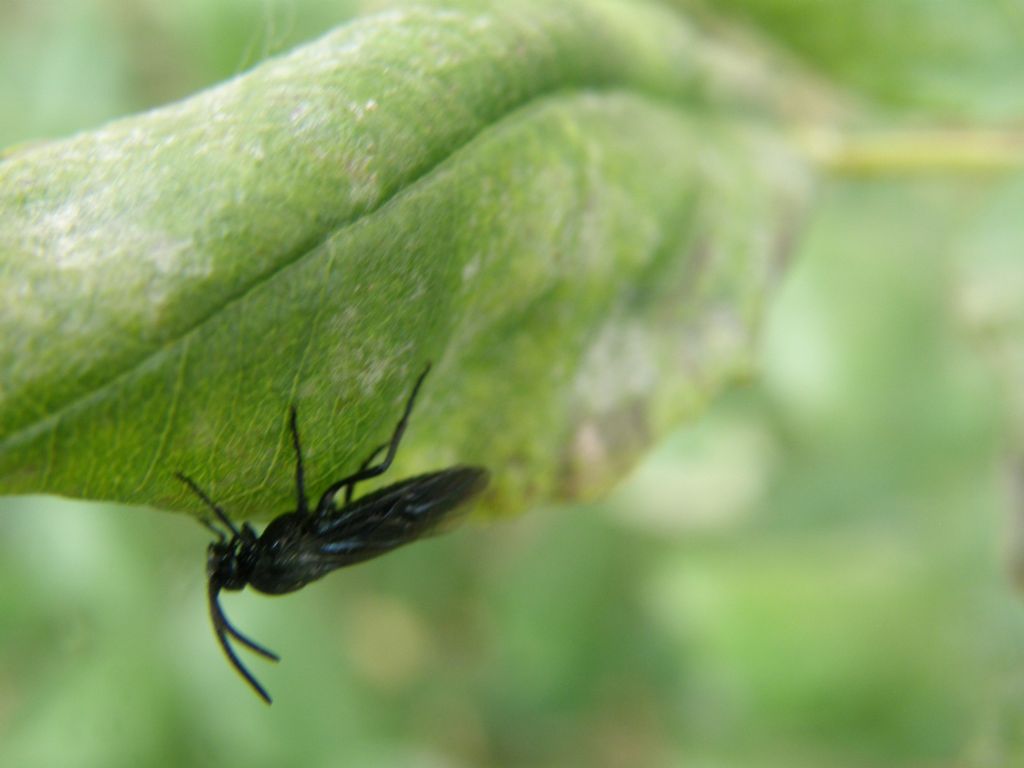 Arge berberidis (Argidae)