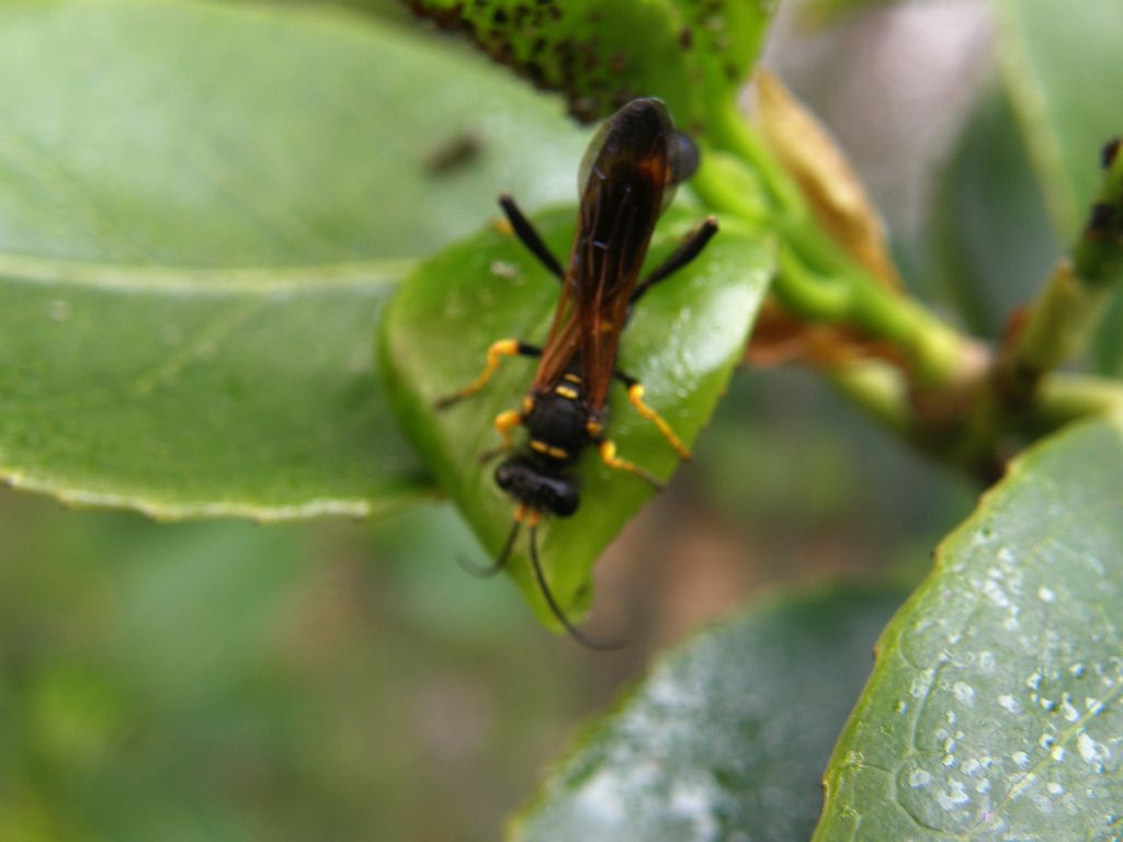 Sceliphron caementarium