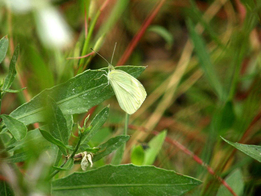 Pieris sp.