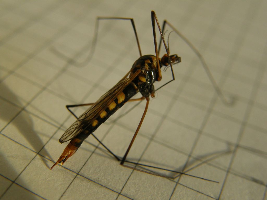 Nephrotoma sp. (Tipulidae)