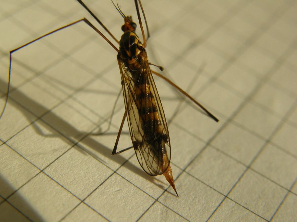 Nephrotoma sp. (Tipulidae)