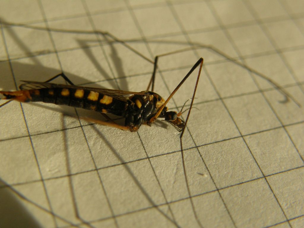 Nephrotoma sp. (Tipulidae)