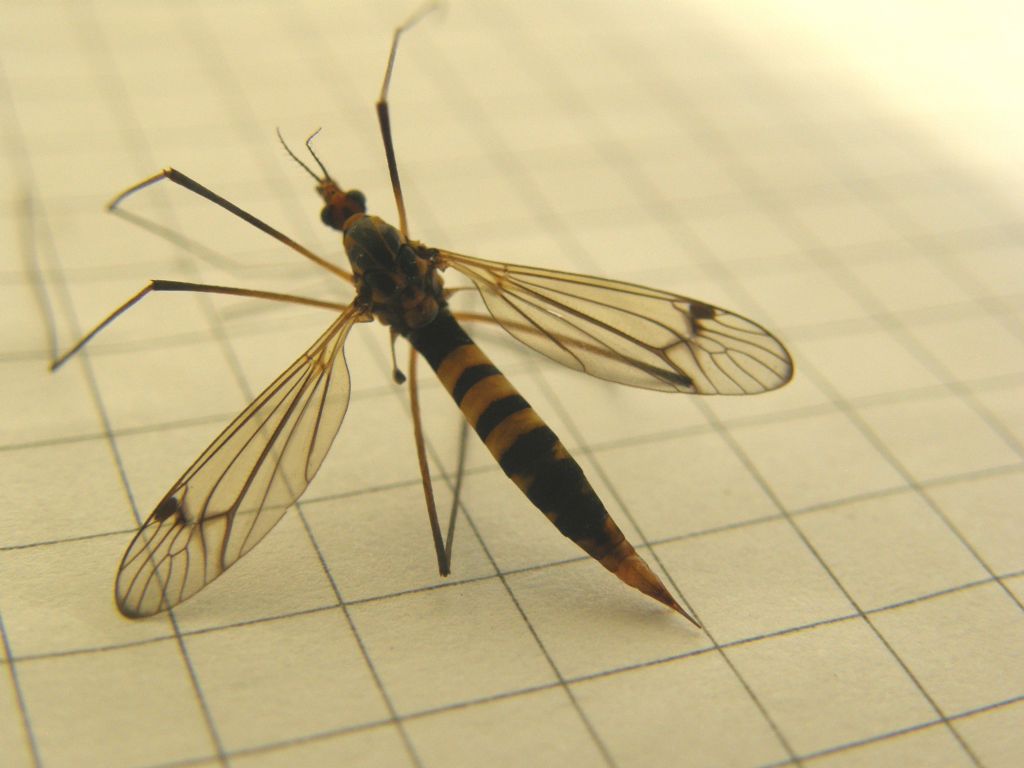 Nephrotoma sp. (Tipulidae)