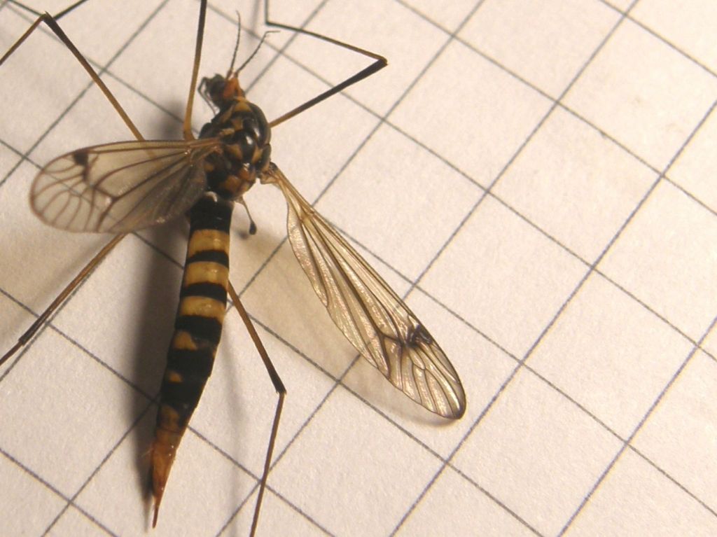 Nephrotoma sp. (Tipulidae)