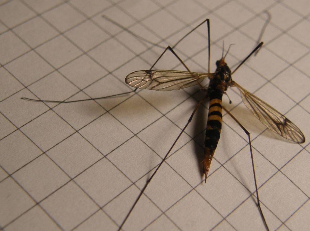 Nephrotoma sp. (Tipulidae)