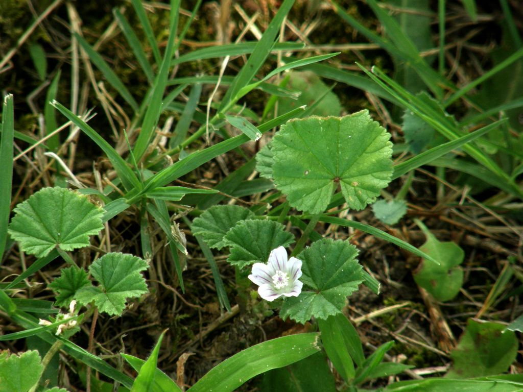 Malva neglecta