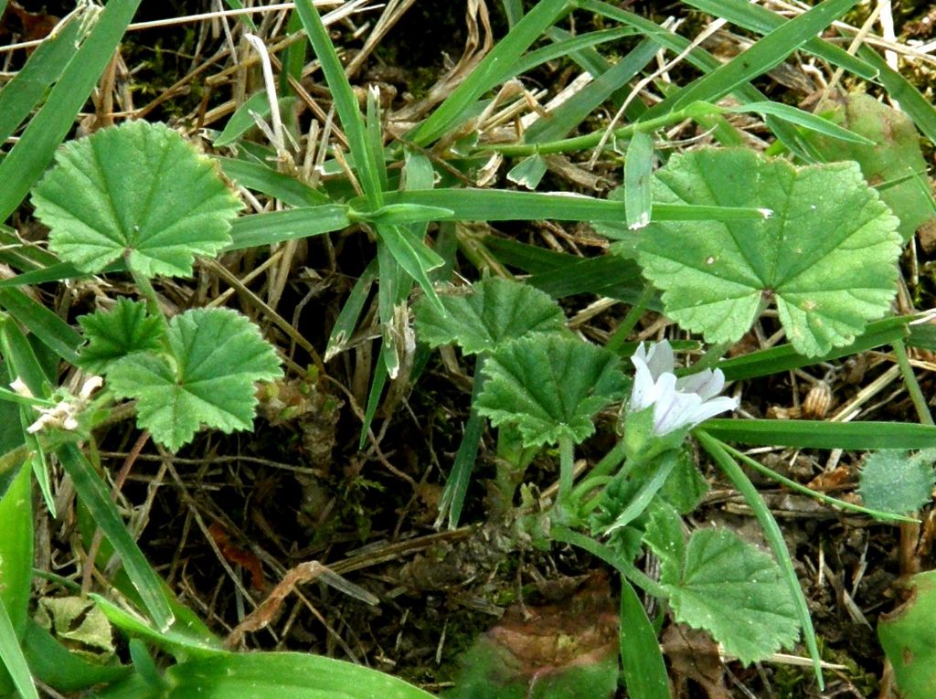 Malva neglecta