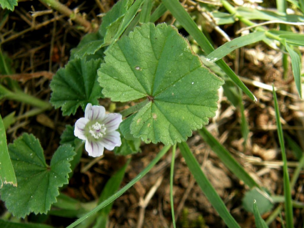 Malva neglecta