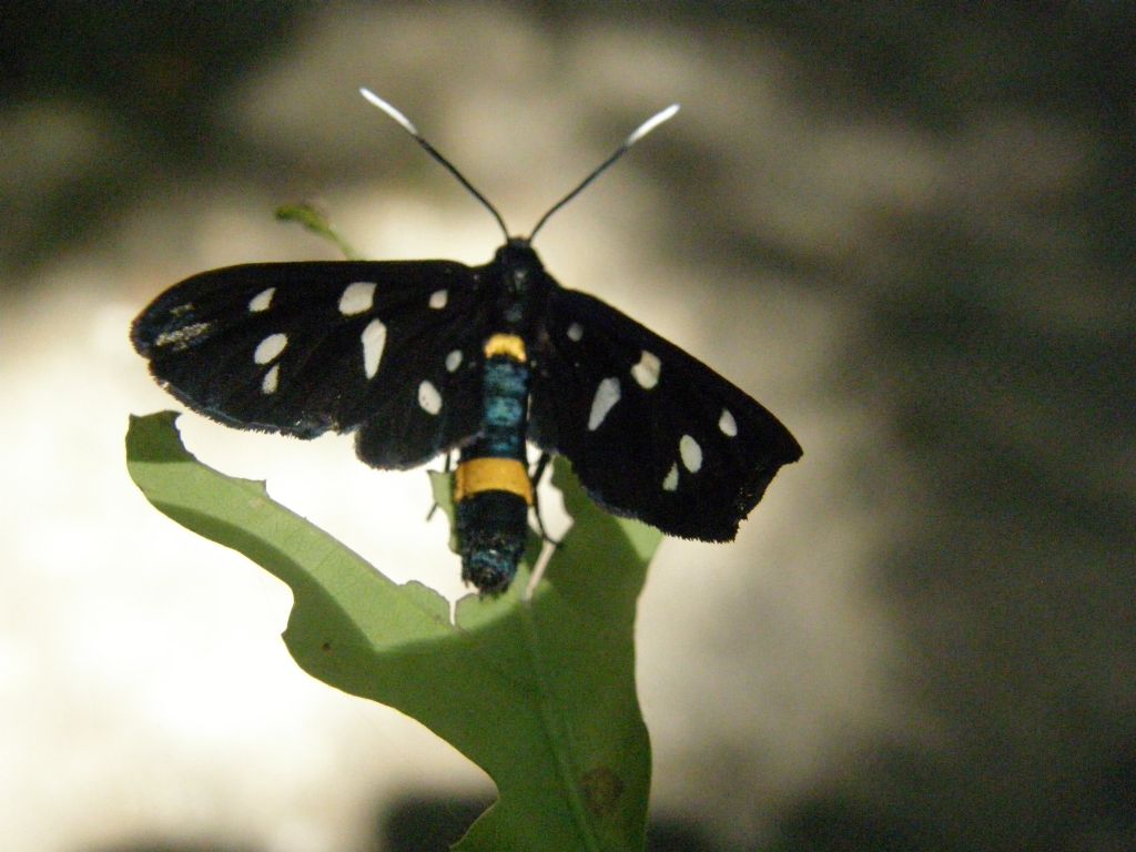 Amata phegea (Erebidae)