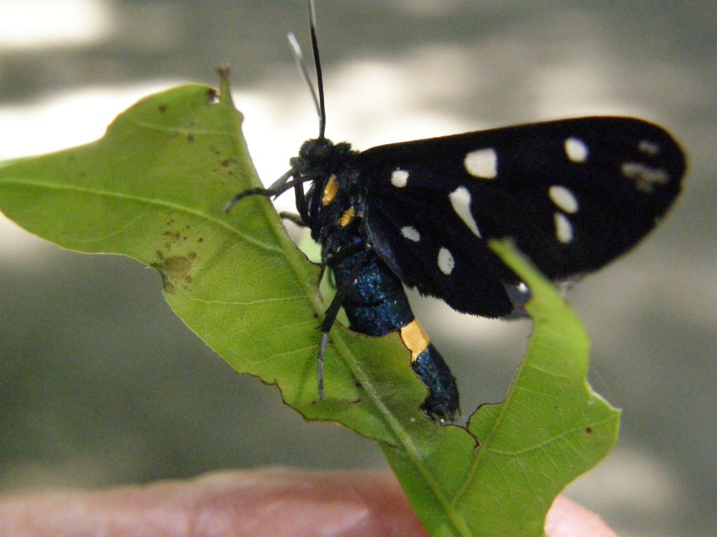 Amata phegea (Erebidae)