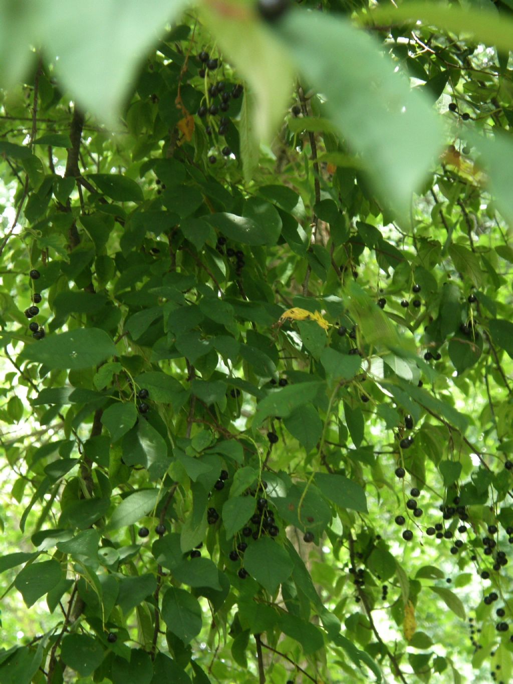 Prunus serotina / Ciliegio tardivo