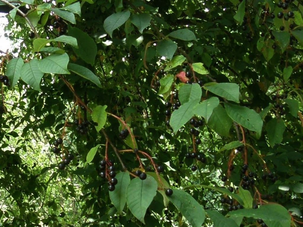 Prunus serotina / Ciliegio tardivo