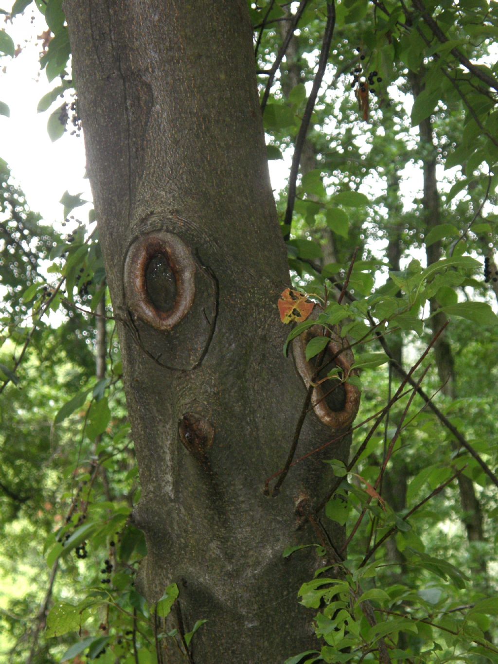 Prunus serotina / Ciliegio tardivo