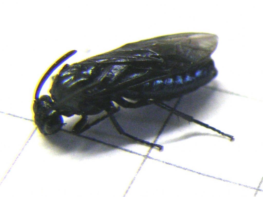 Arge berberidis (Argidae)