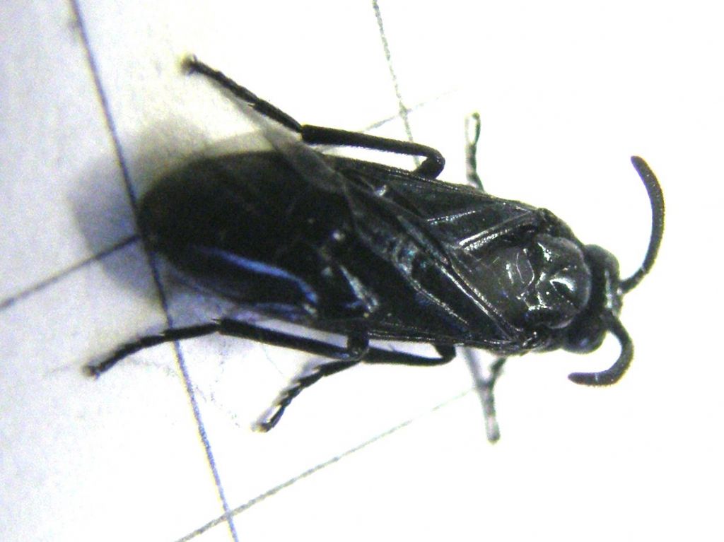 Arge berberidis (Argidae)