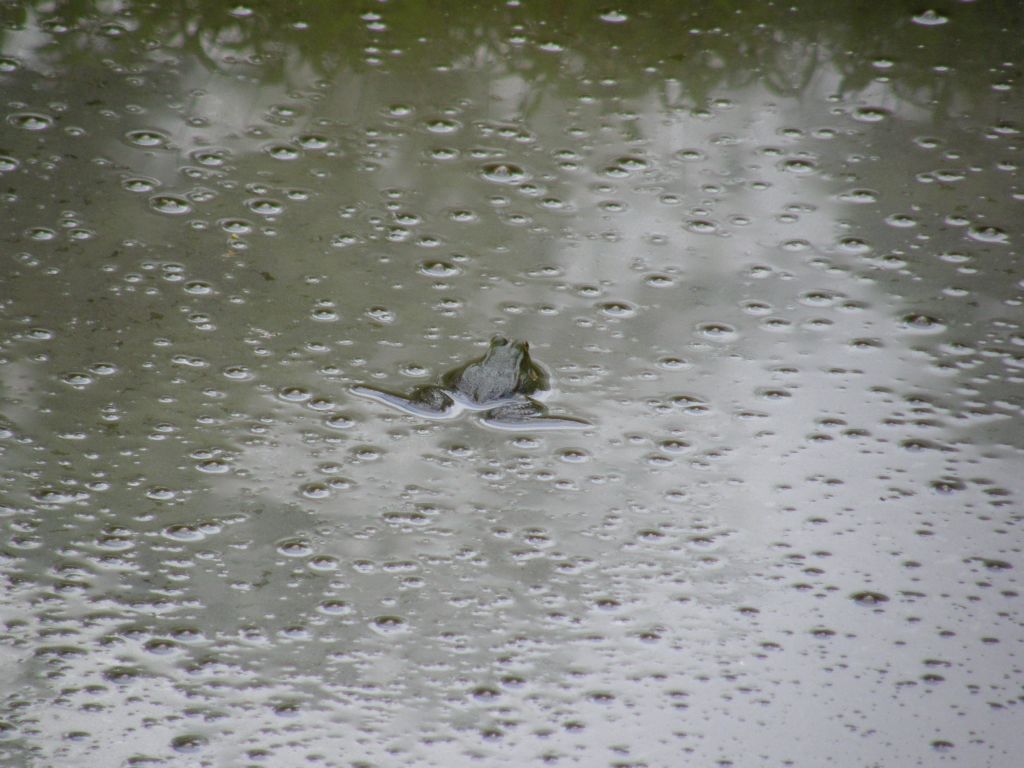 La solita rana verde? Pelophylax sp. (prov. Novara)