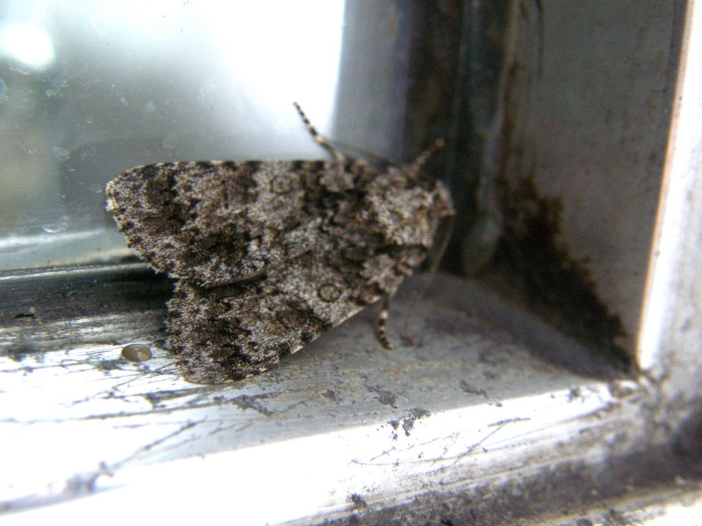 Acronicta rumicis (Noctuidae)