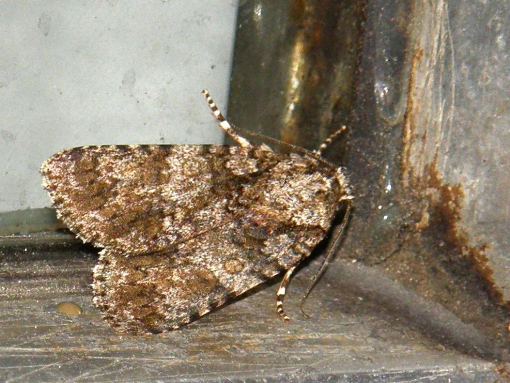 Acronicta rumicis (Noctuidae)