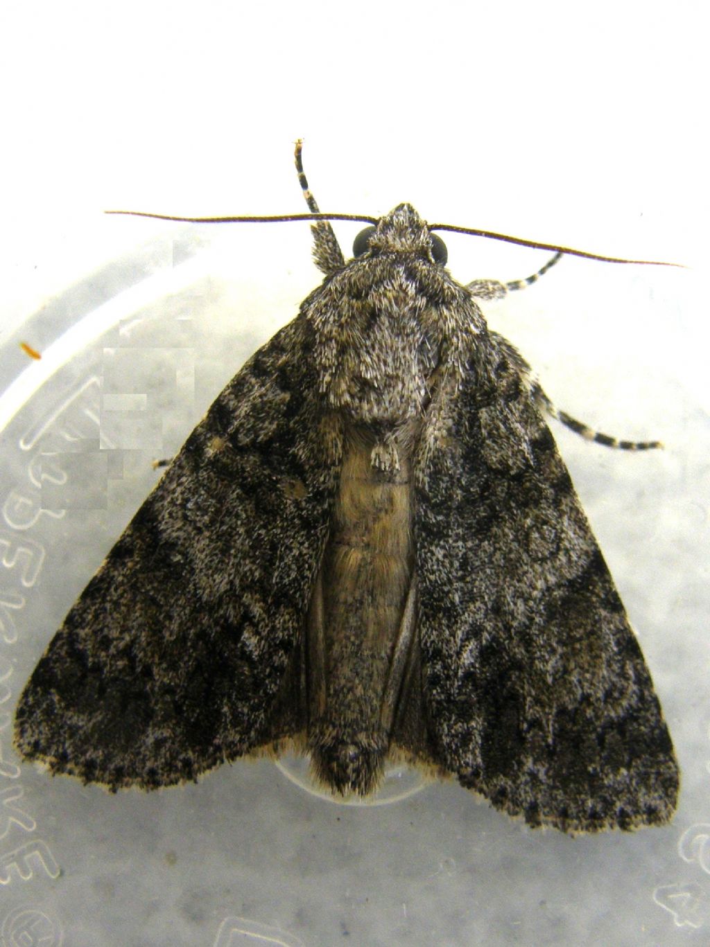 Acronicta rumicis (Noctuidae)