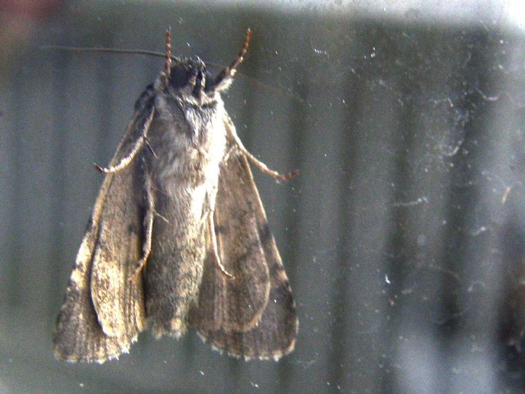 Acronicta rumicis (Noctuidae)