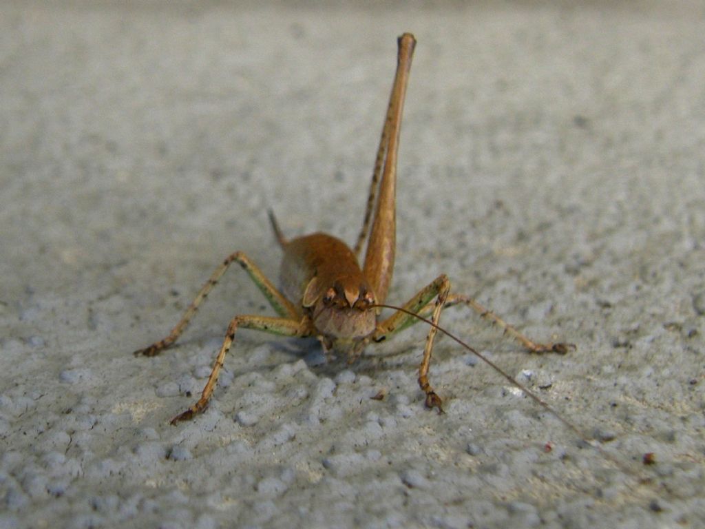 Ninfa zoppa? No, adulto attero di Rhacocleis sp.