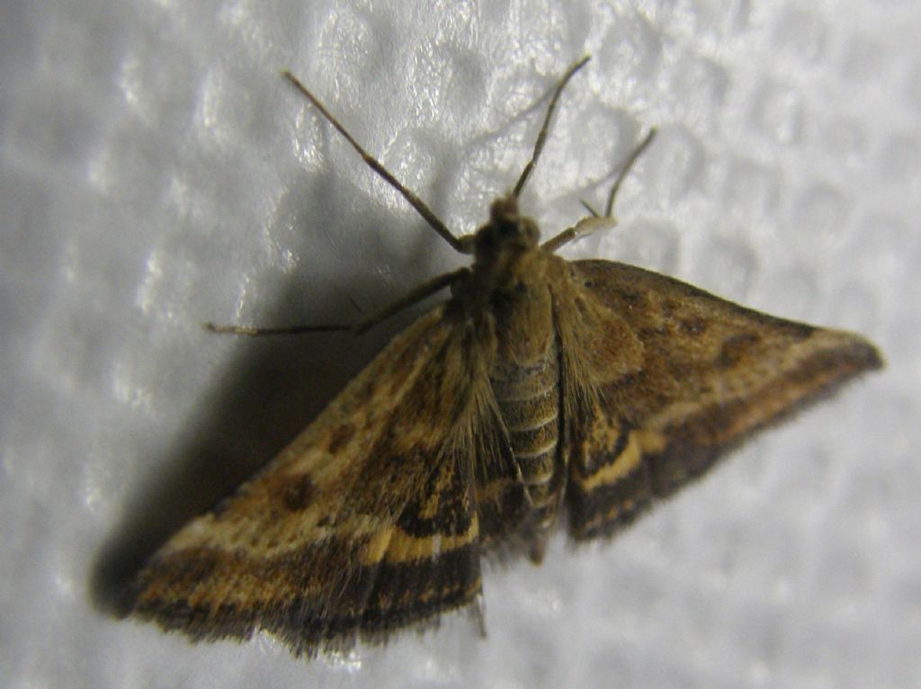 Pyrausta despicata (Crambidae)