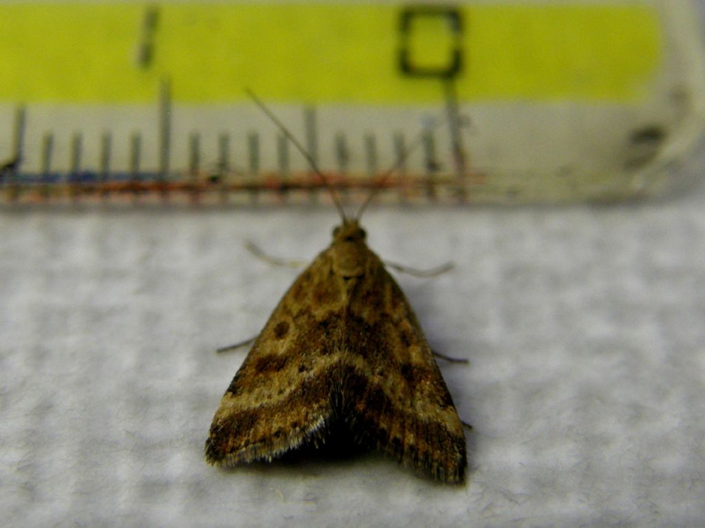 Pyrausta despicata (Crambidae)