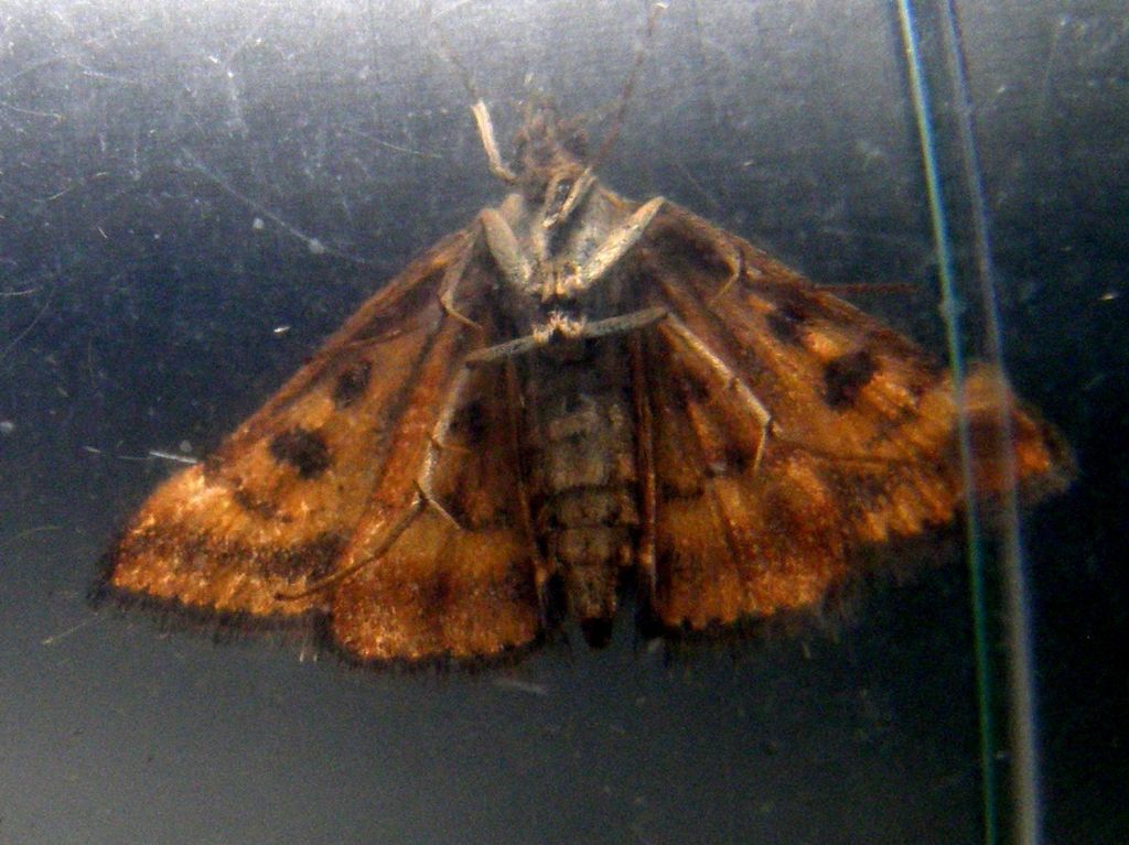 Pyrausta despicata (Crambidae)