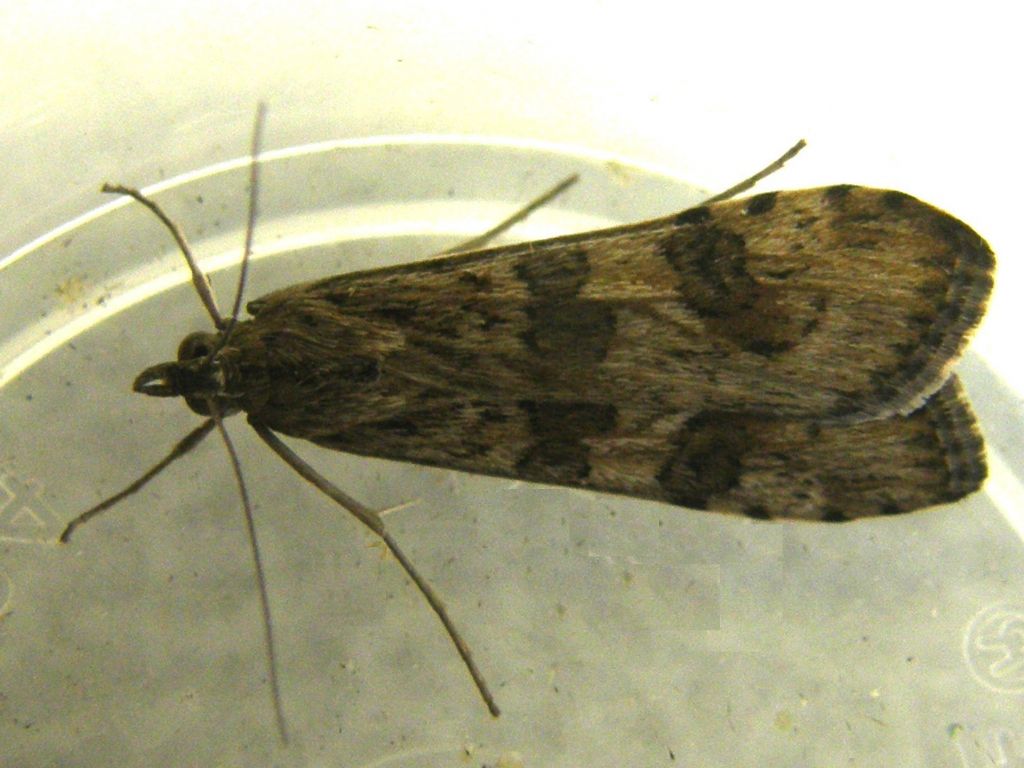 Nomophila noctuella (Crambidae)