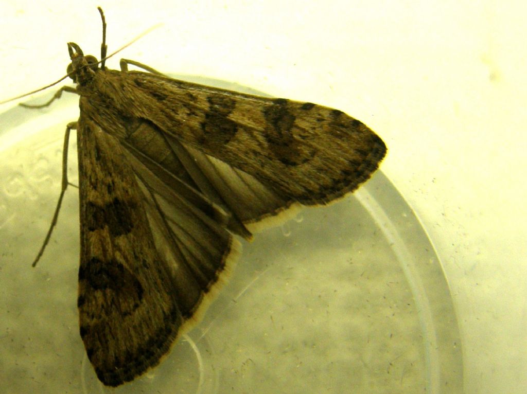 Nomophila noctuella (Crambidae)