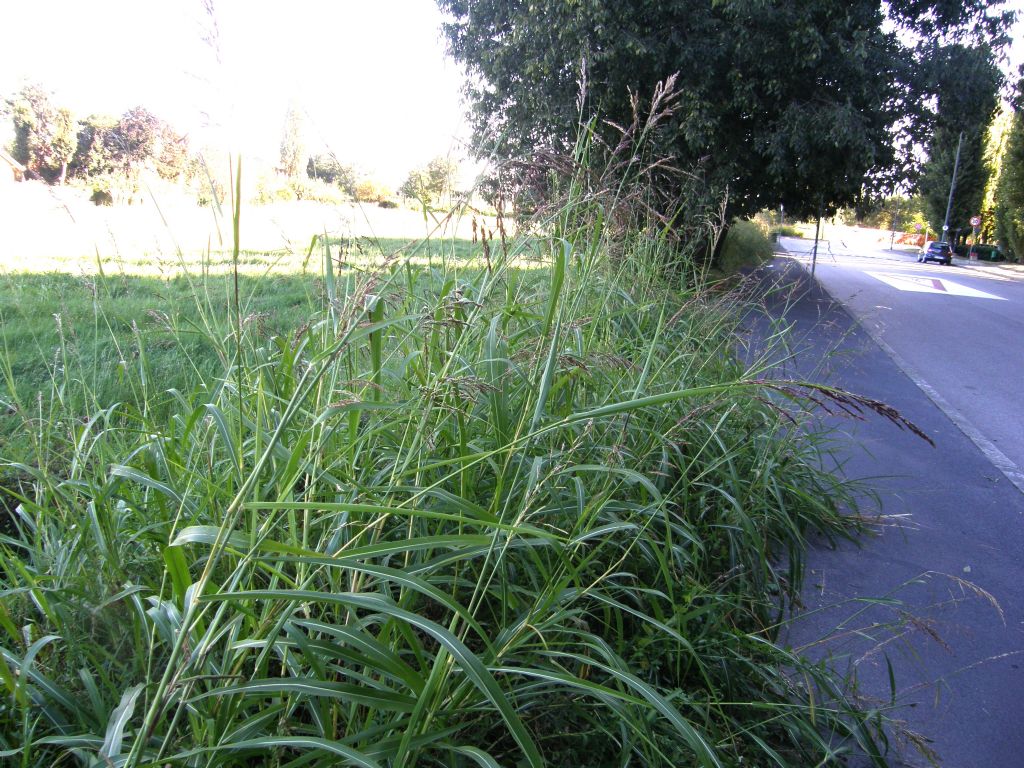 Sorghum halepense