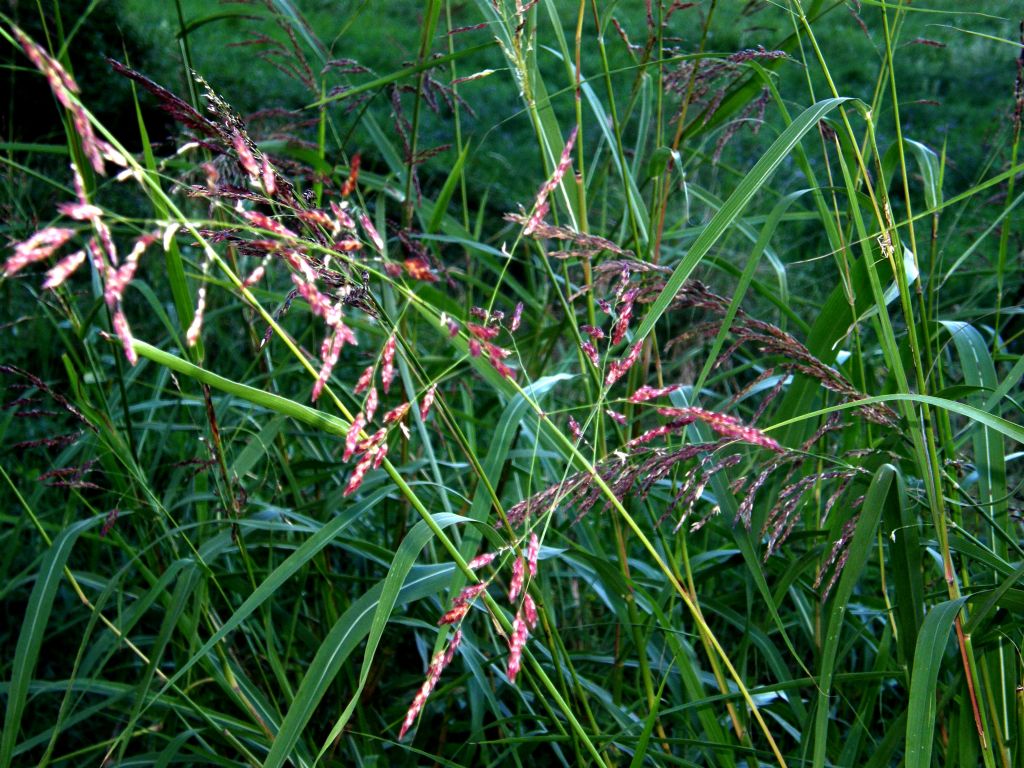 Sorghum halepense