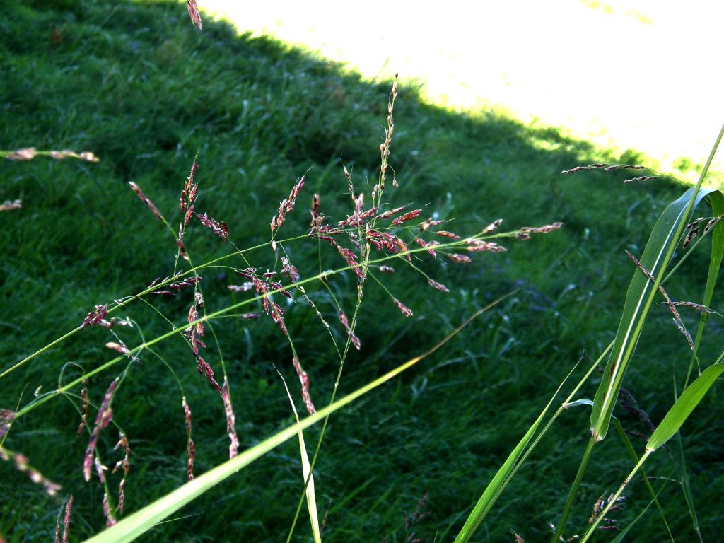 Sorghum halepense