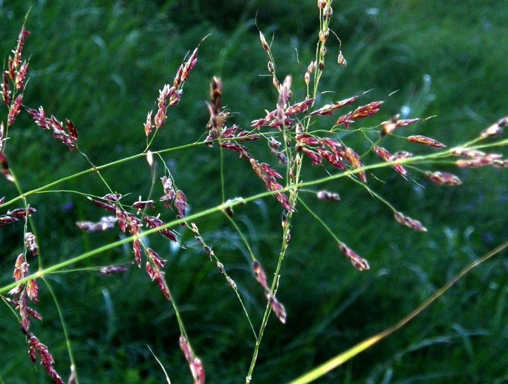 Sorghum halepense