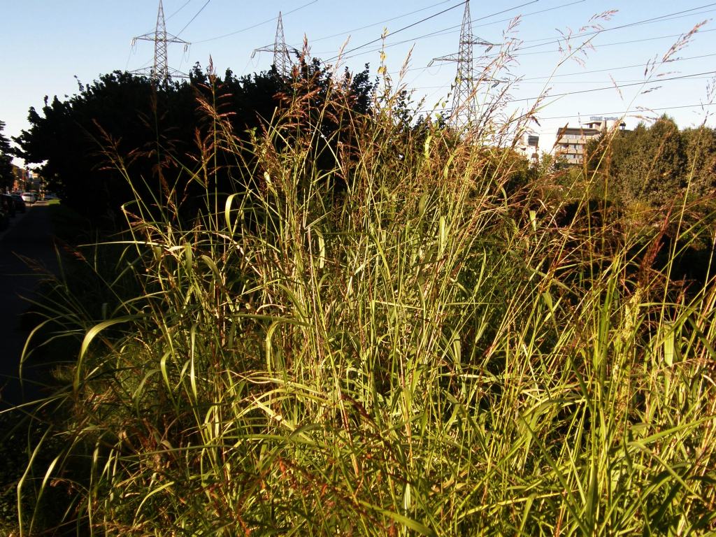 Sorghum halepense