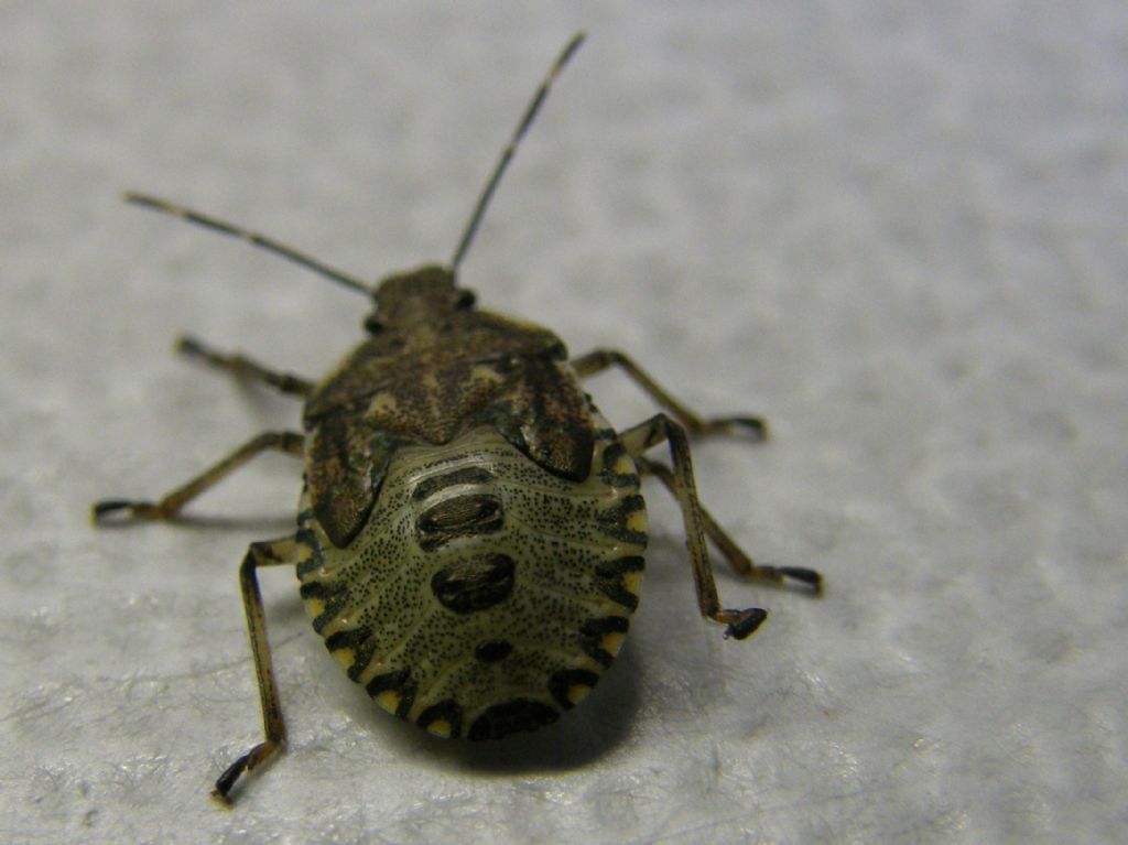 Pentatomidae: Rhaphigaster nebulosa (ninfa) della Lombardia