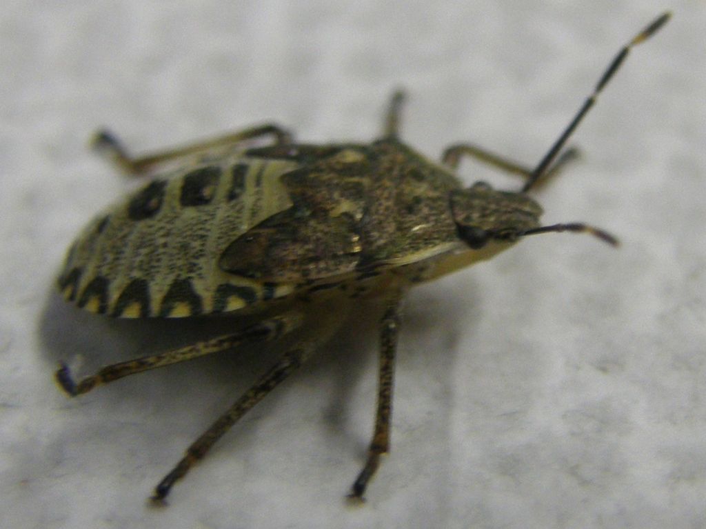 Pentatomidae: Rhaphigaster nebulosa (ninfa) della Lombardia