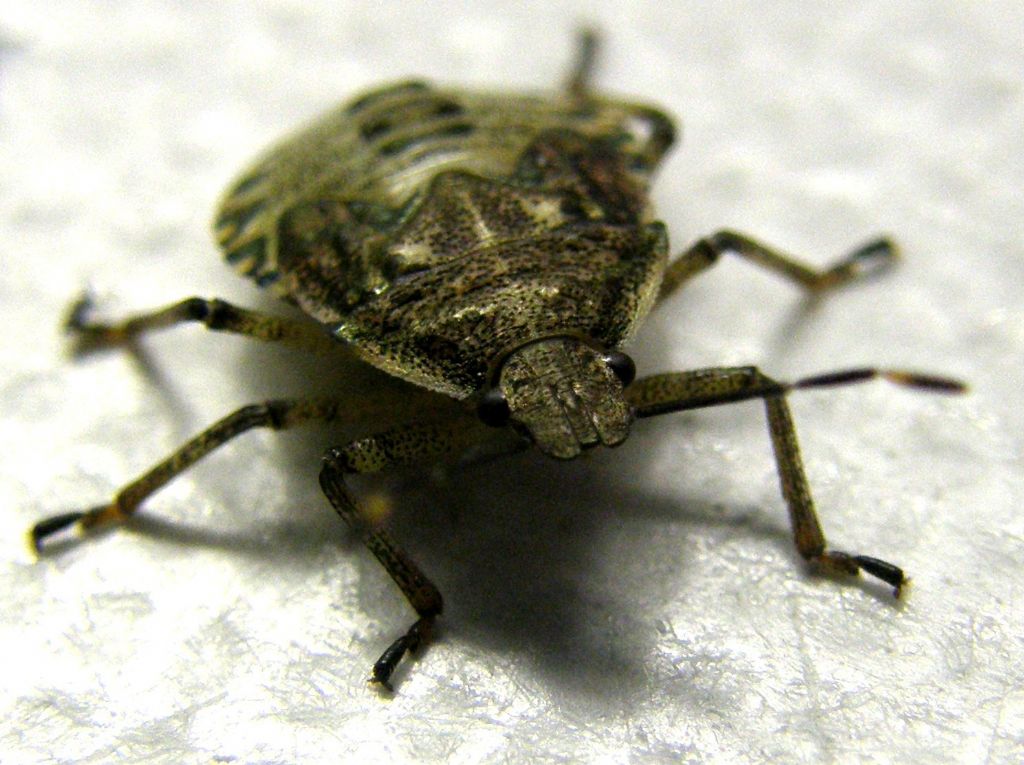 Pentatomidae: Rhaphigaster nebulosa (ninfa) della Lombardia