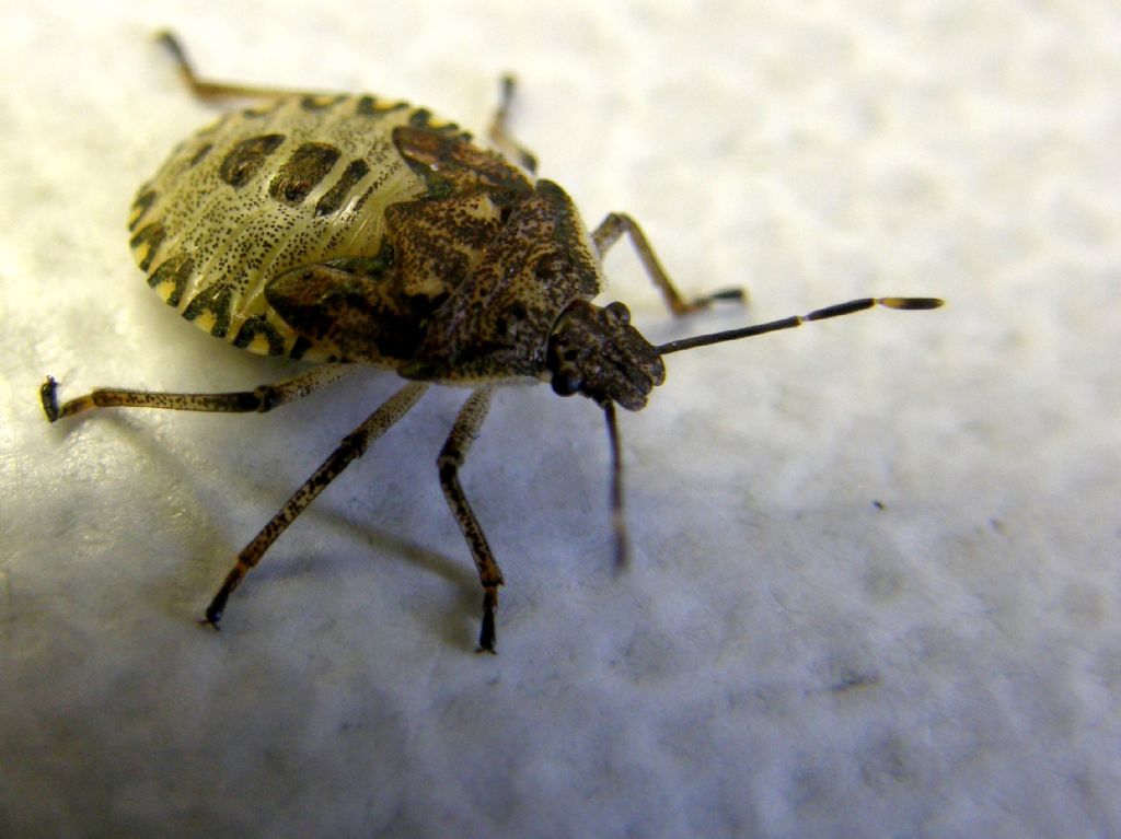 Pentatomidae: Rhaphigaster nebulosa (ninfa) della Lombardia