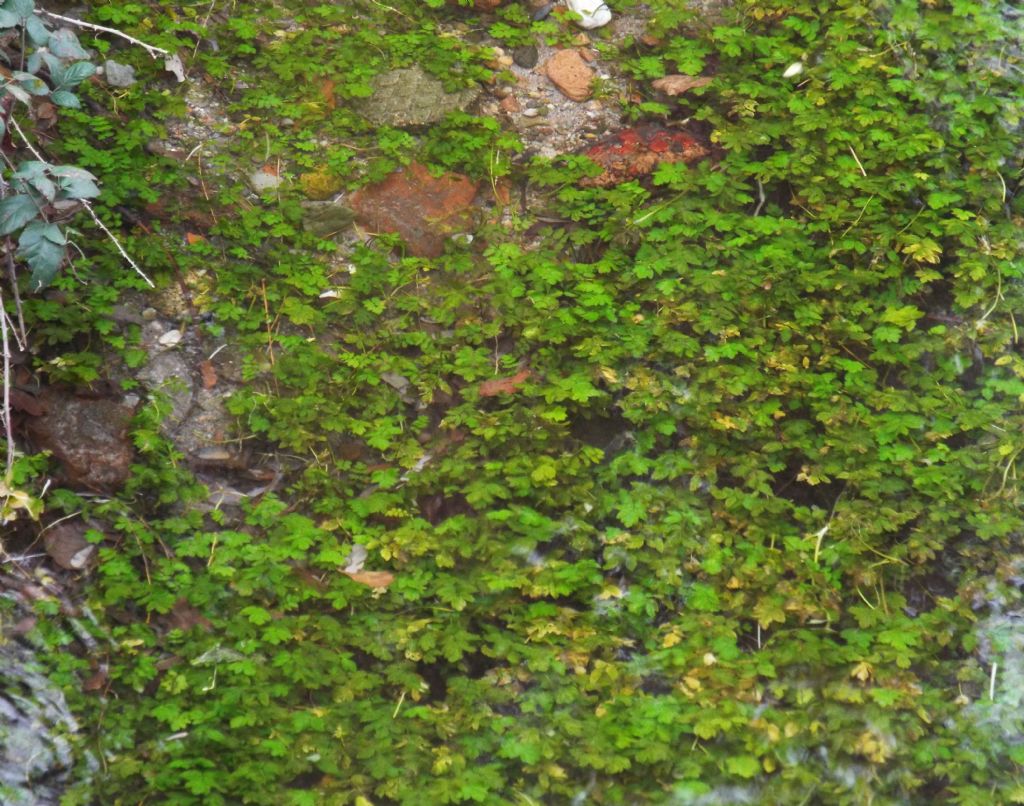 Pianta sommersa: cfr. Berula erecta / Sedanina d''acqua (Apiaceae)