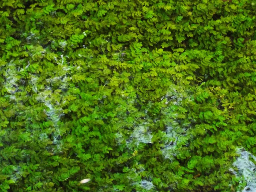 Pianta sommersa: cfr. Berula erecta / Sedanina d''acqua (Apiaceae)