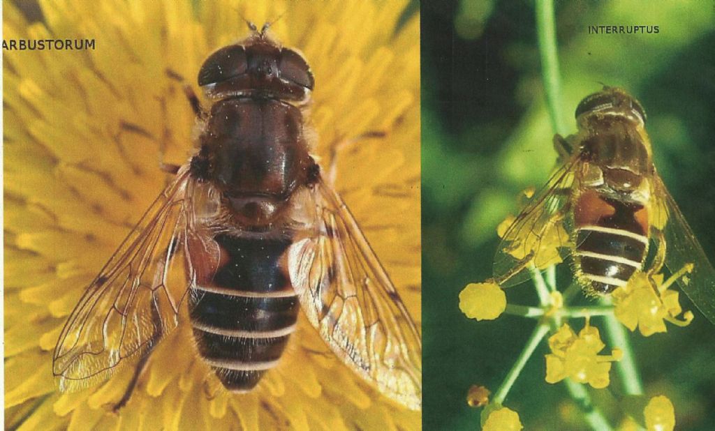 Quale Eristalis?  Eristalis cfr. arbustorum