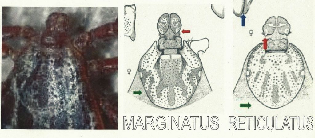 zecca: Dermacentor cfr.marginatus - Ixodidae