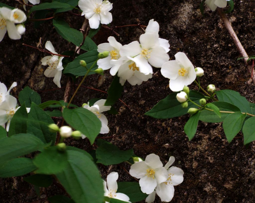 Philadelphus coronarius / Fior d'' angelo