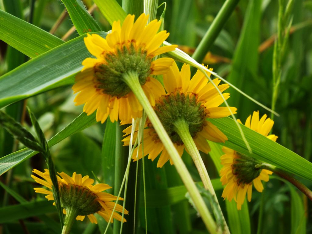 Coleostephus myconis