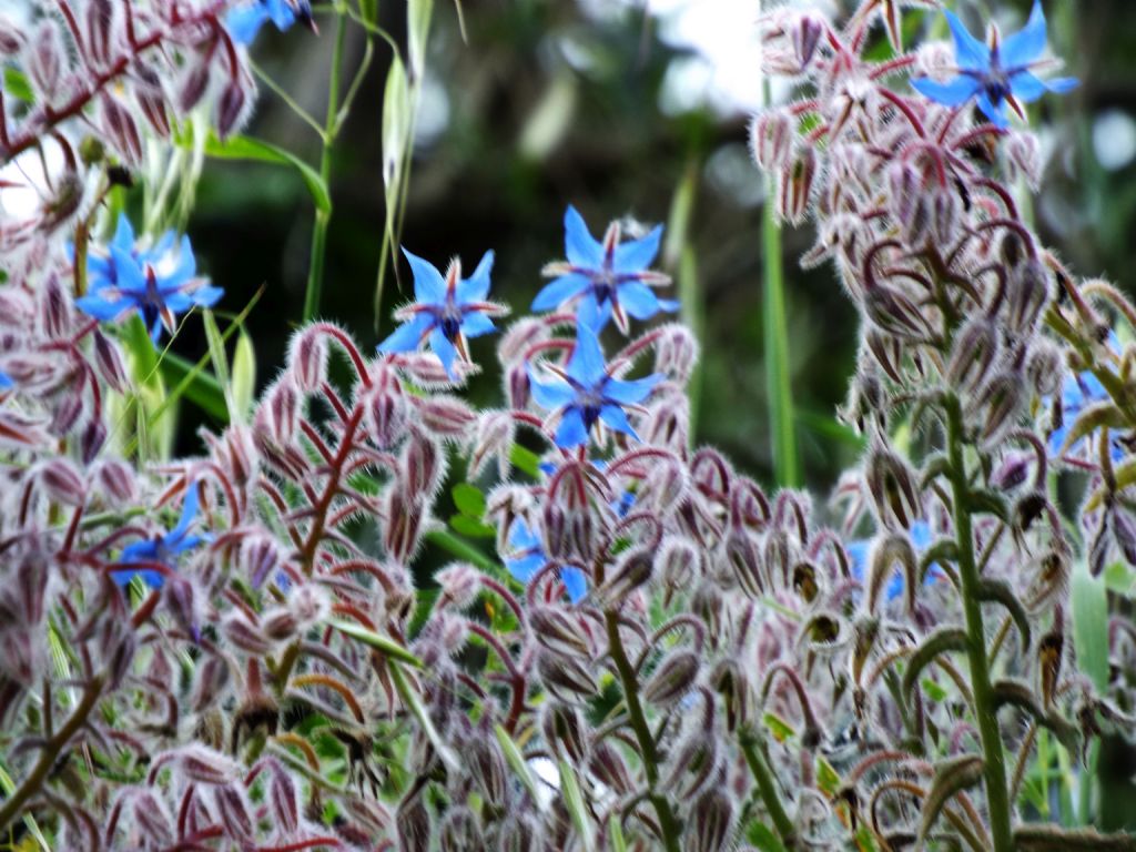 Borago officinalis