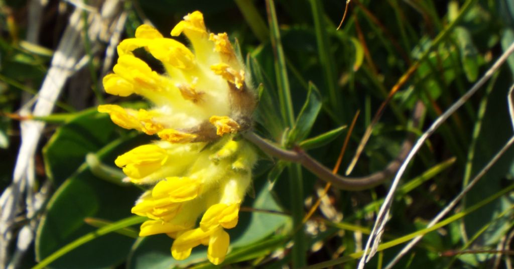 Anthyllis vulneraria (Fabaceae)